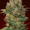 00 SEEDS - Auto Chocolate Kush (x3)