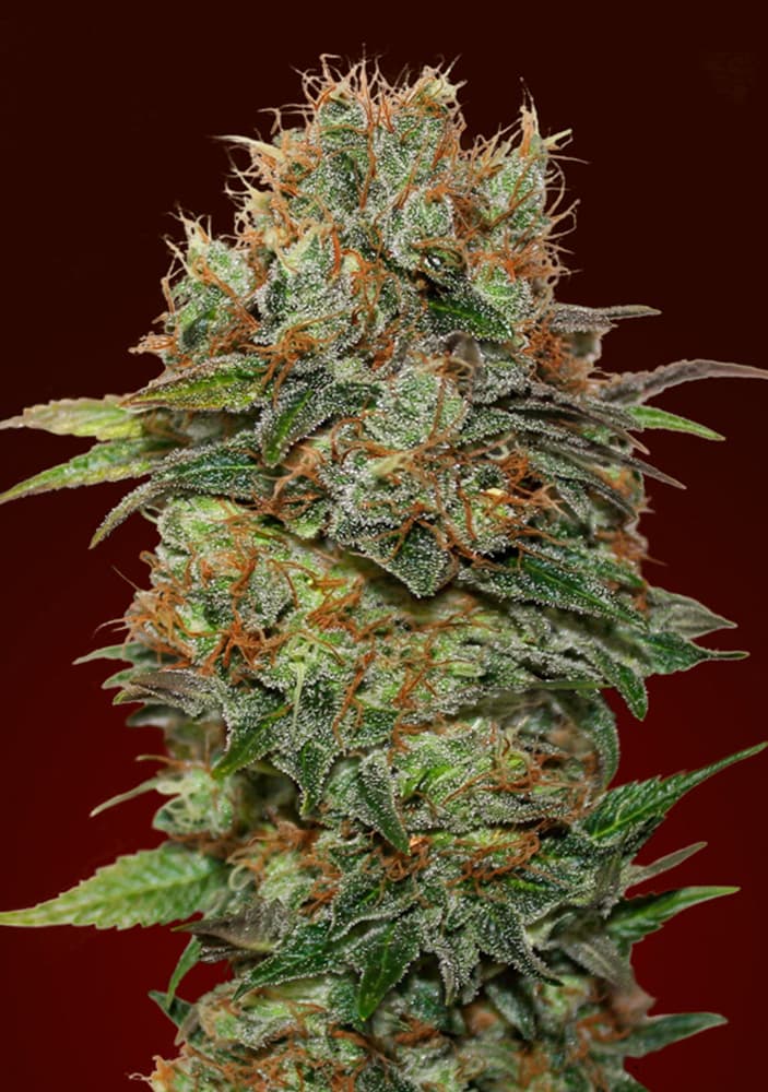 00 SEEDS - Auto Chocolate Kush (x3)