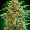 00 SEEDS - Auto Gorilla (x3)
