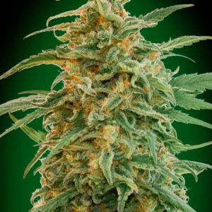00 SEEDS - Auto Gorilla (x3)