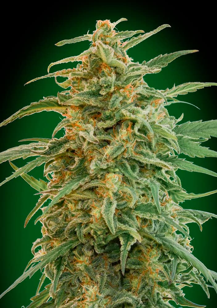 00 SEEDS - Auto Gorilla (x3)