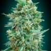 00 SEEDS - Auto Northern Lights XXL (x3)