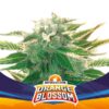 BSF SEEDS - Orange Blossom XXL Auto (x2)