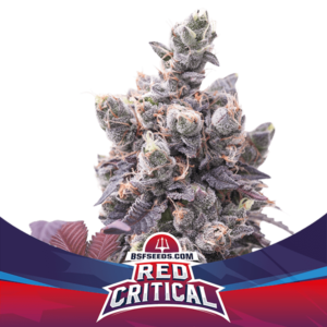 BSF SEEDS - Red Critical Auto (x12)