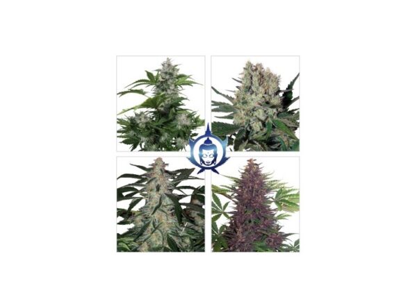 BUDDHA SEEDS - Assorted Auto (x10)