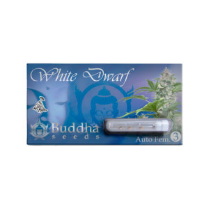 BUDDHA SEEDS - White Dwarf Auto (x3)