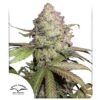 DUTCH PASSION - CBD Auto Charlotte’s Angel (x3)