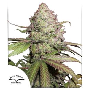 DUTCH PASSION - CBD Auto Charlotte’s Angel (x3)