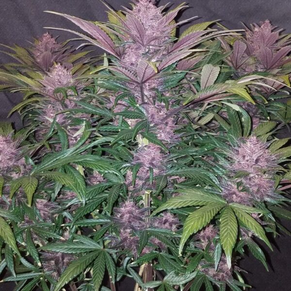 FAST BUDS - Blackberry Auto (x1) - Imagen 9