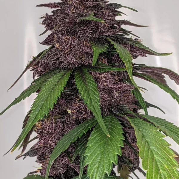 FAST BUDS - Blackberry Auto (x1) - Imagen 10