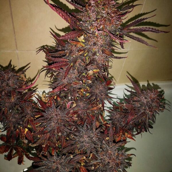 FAST BUDS - Blackberry Auto (x1) - Imagen 11
