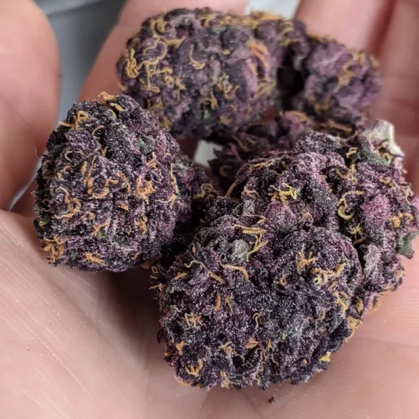FAST BUDS - Blackberry Auto (x1) - Imagen 13