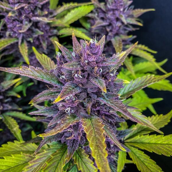 FAST BUDS - Blackberry Auto (x1) - Imagen 3