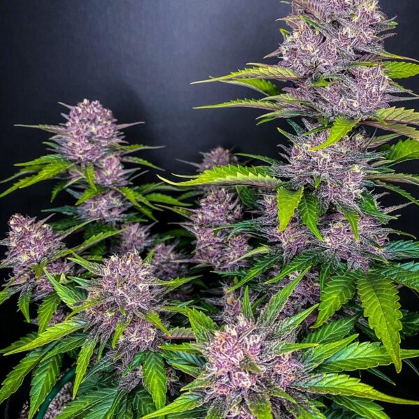 FAST BUDS - Blackberry Auto (x1) - Imagen 4