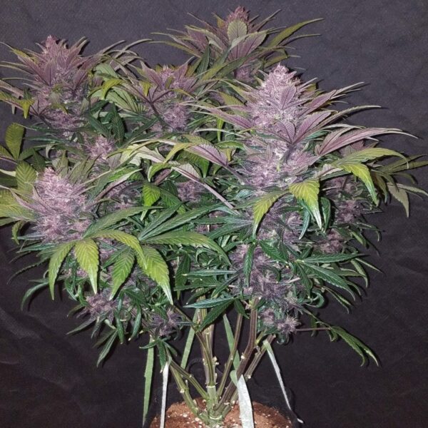 FAST BUDS - Blackberry Auto (x1) - Imagen 5