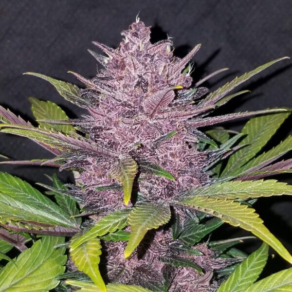 FAST BUDS - Blackberry Auto (x1) - Imagen 6