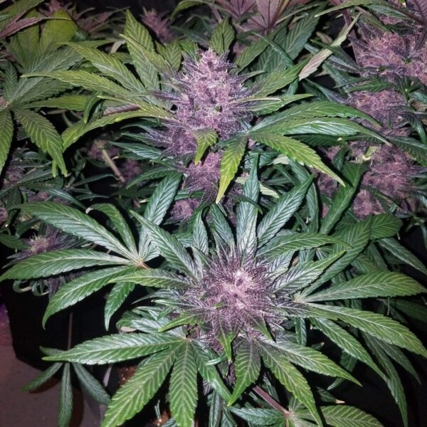 FAST BUDS - Blackberry Auto (x1) - Imagen 7