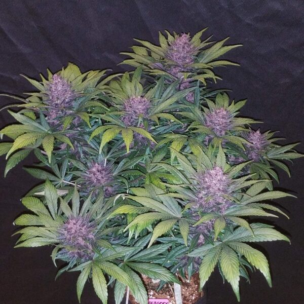 FAST BUDS - Blackberry Auto (x1) - Imagen 8