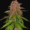 FAST BUDS - C4 Auto (x3)
