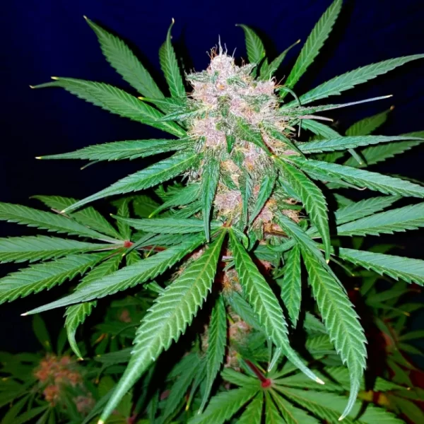 FAST BUDS - C4 Auto (x3) - Imagen 2