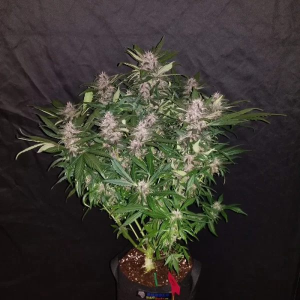 FAST BUDS - C4 Auto (x3) - Imagen 3