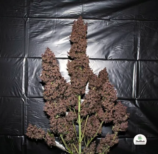 FAST BUDS - C4 Auto (x3) - Imagen 4