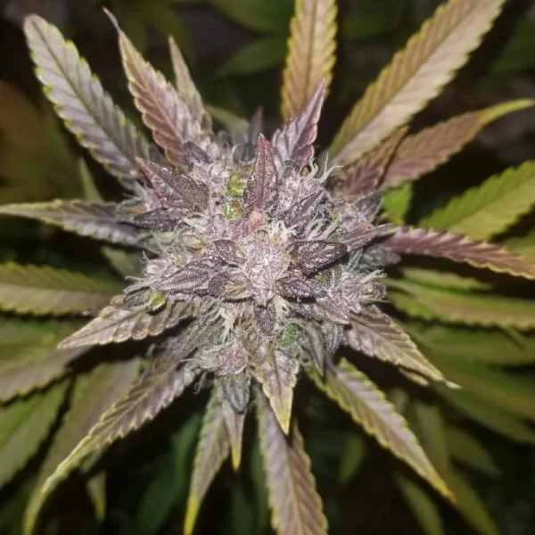 FAST BUDS - C4 Auto (x3) - Imagen 5
