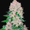 FAST BUDS - Stardawg Auto (x3)