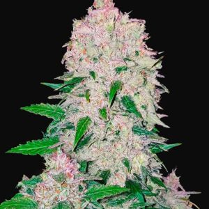 FAST BUDS - Stardawg Auto (x3)