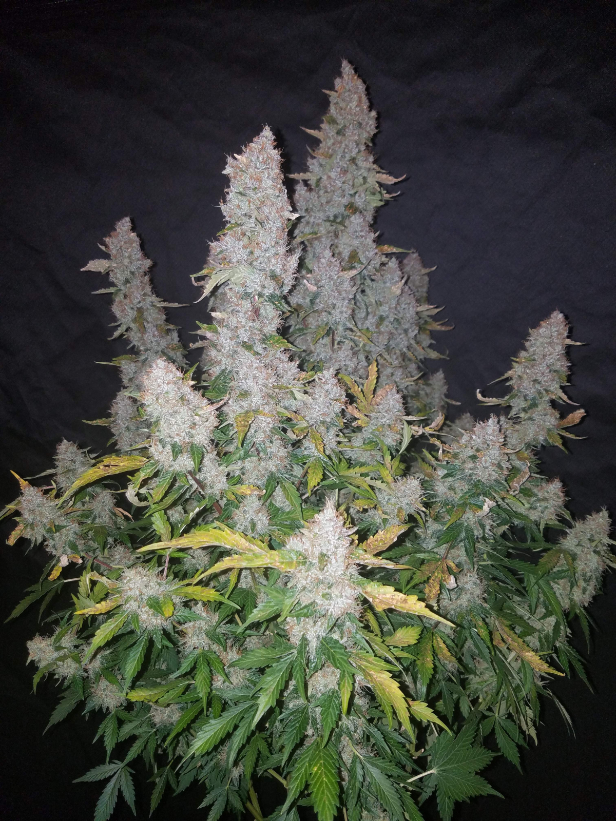 FAST BUDS - StarDawg Auto (x3) - Imagen 3