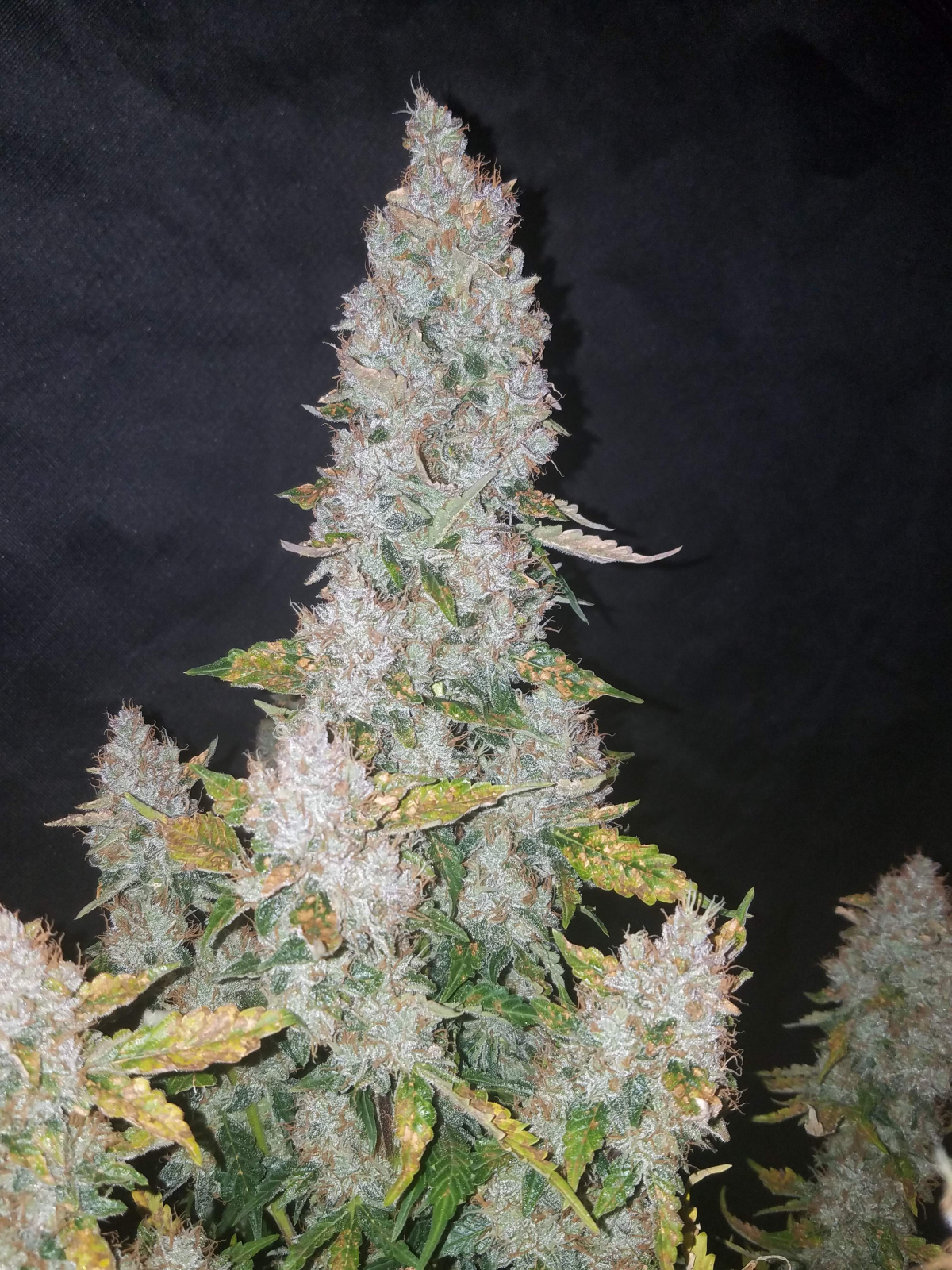 FAST BUDS - StarDawg Auto (x3) - Imagen 4
