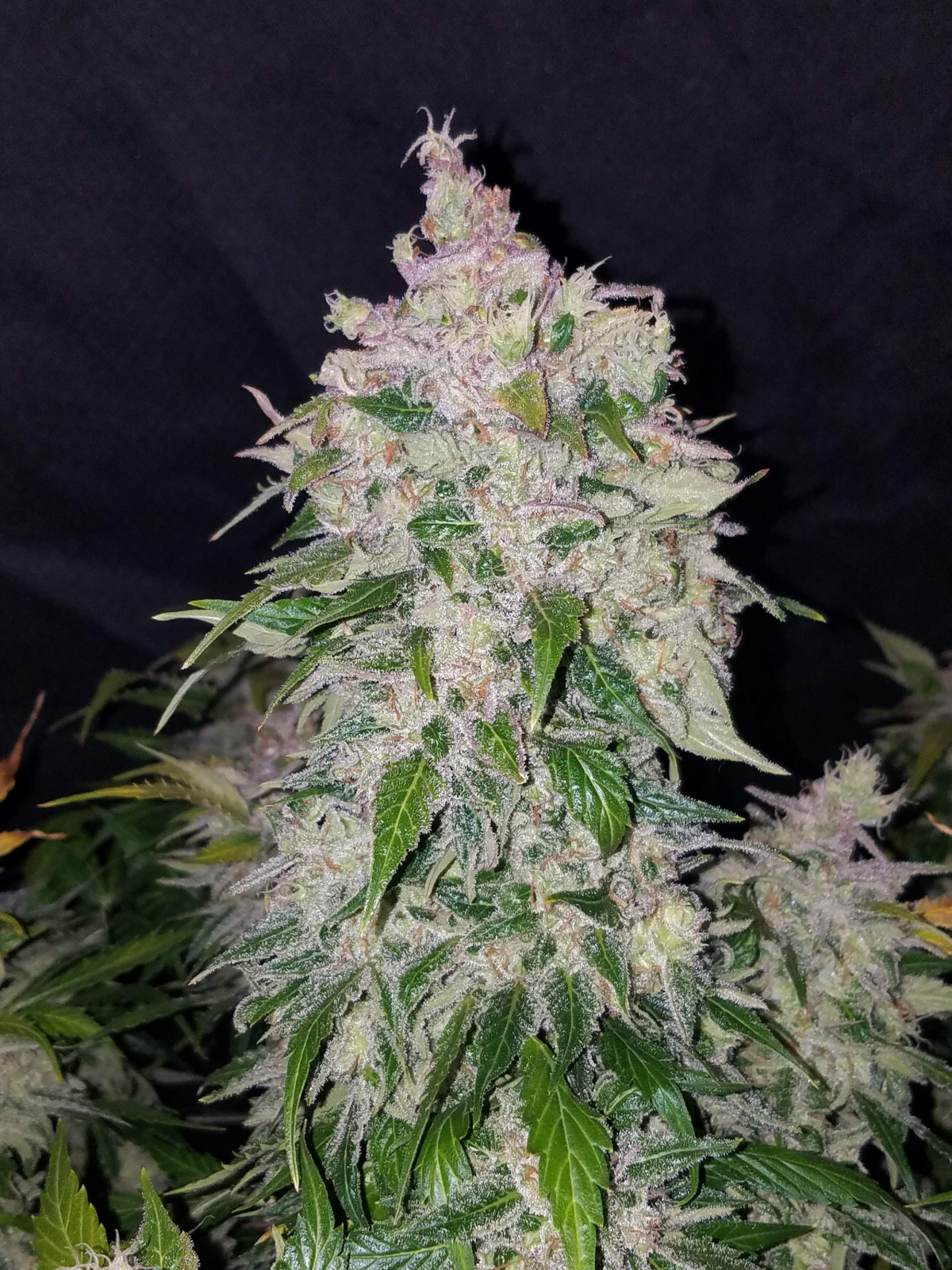 FAST BUDS - StarDawg Auto (x3) - Imagen 5