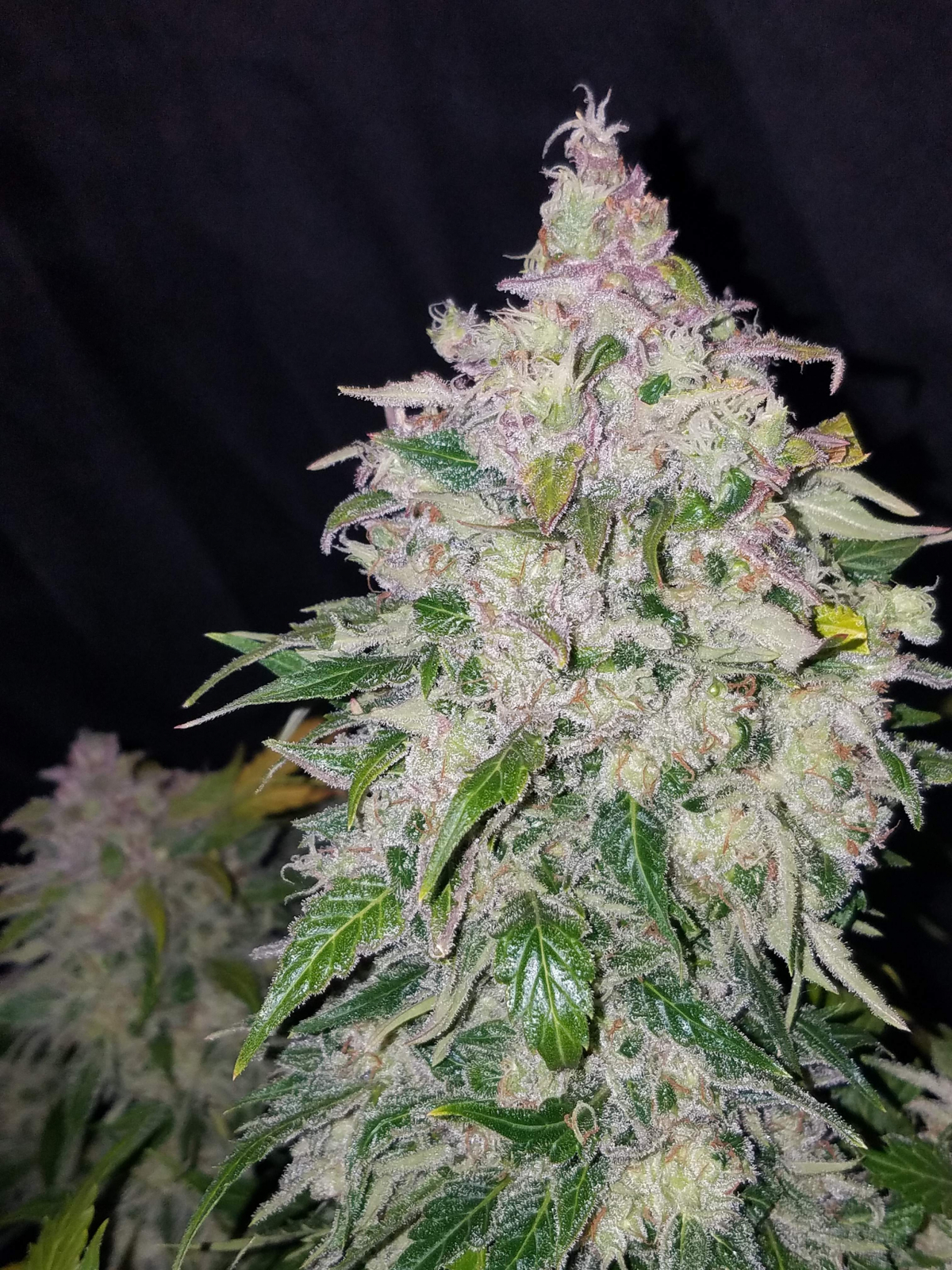 FAST BUDS - StarDawg Auto (x3) - Imagen 6