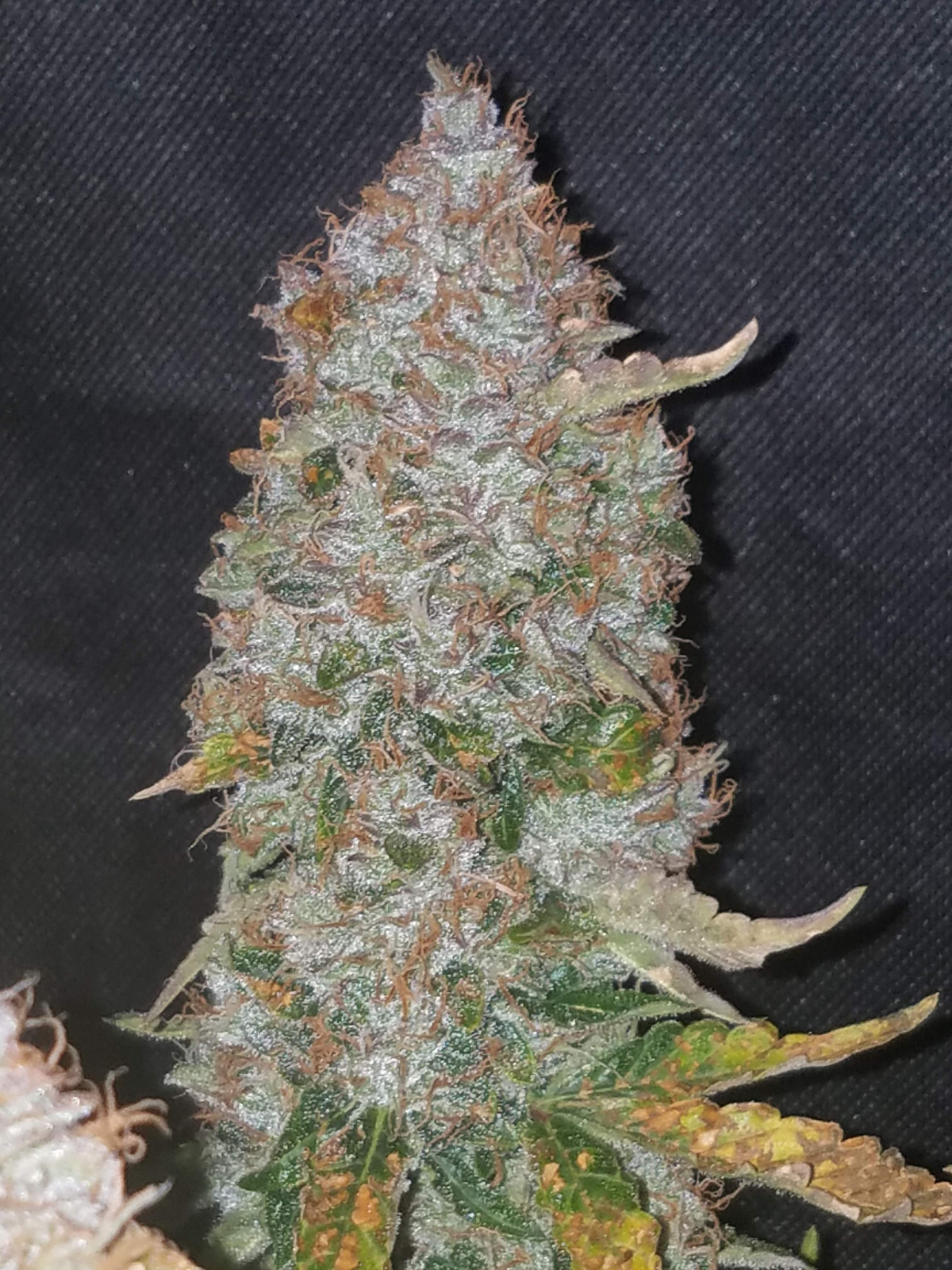 FAST BUDS - StarDawg Auto (x3) - Imagen 7