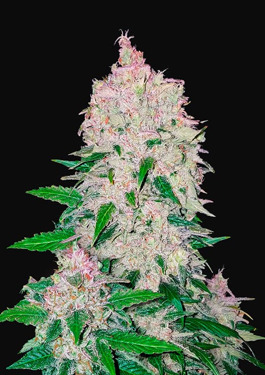 FAST BUDS - Stardawg Auto (x3)