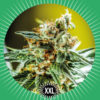 SEEDS BANK GENETIC - Automatic AK (x5)