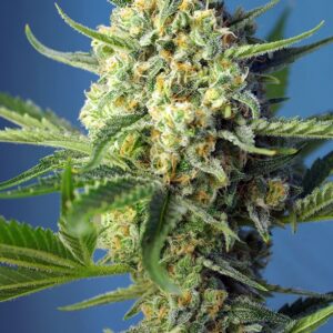 SWEET SEEDS - S.A.D. Sweet Afgani Delicious Auto (x4)