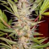 SWEET SEEDS - S.A.D. Sweet Afgani Delicious F1 Fast Version (x4)