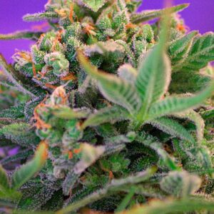SWEET SEEDS - Sweet Cheese F1 Fast Version (x4)