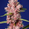 SWEET SEEDS - Tropicanna Poison F1 Fast Version (x4)