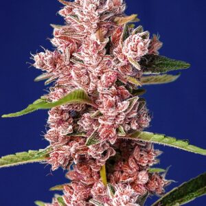 SWEET SEEDS - Tropicanna Poison F1 Fast Version (x4)