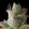 TRIKOMA SEEDS - White Wideo Auto (x6)