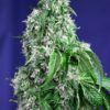 SWEET SEEDS - Big Devil F1 Fast Version (x4)