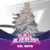 BSF SEEDS - Blueberry (x2)