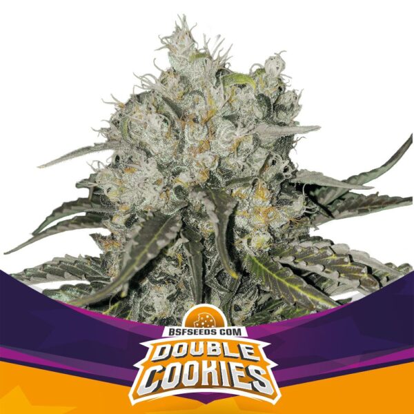 BSF SEEDS - Double Cookies (x2)