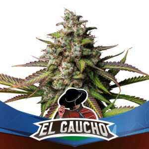 BSF SEEDS - El Gaucho Faster Flowering (x2)