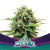 BSF SEEDS - Moby-D (x4)