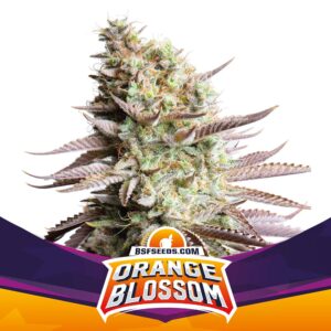 BSF SEEDS - Orange Blossom (x2)