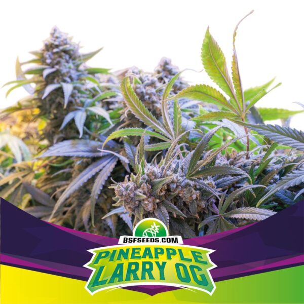 BSF SEEDS - Pineapple Larry OG (x2)