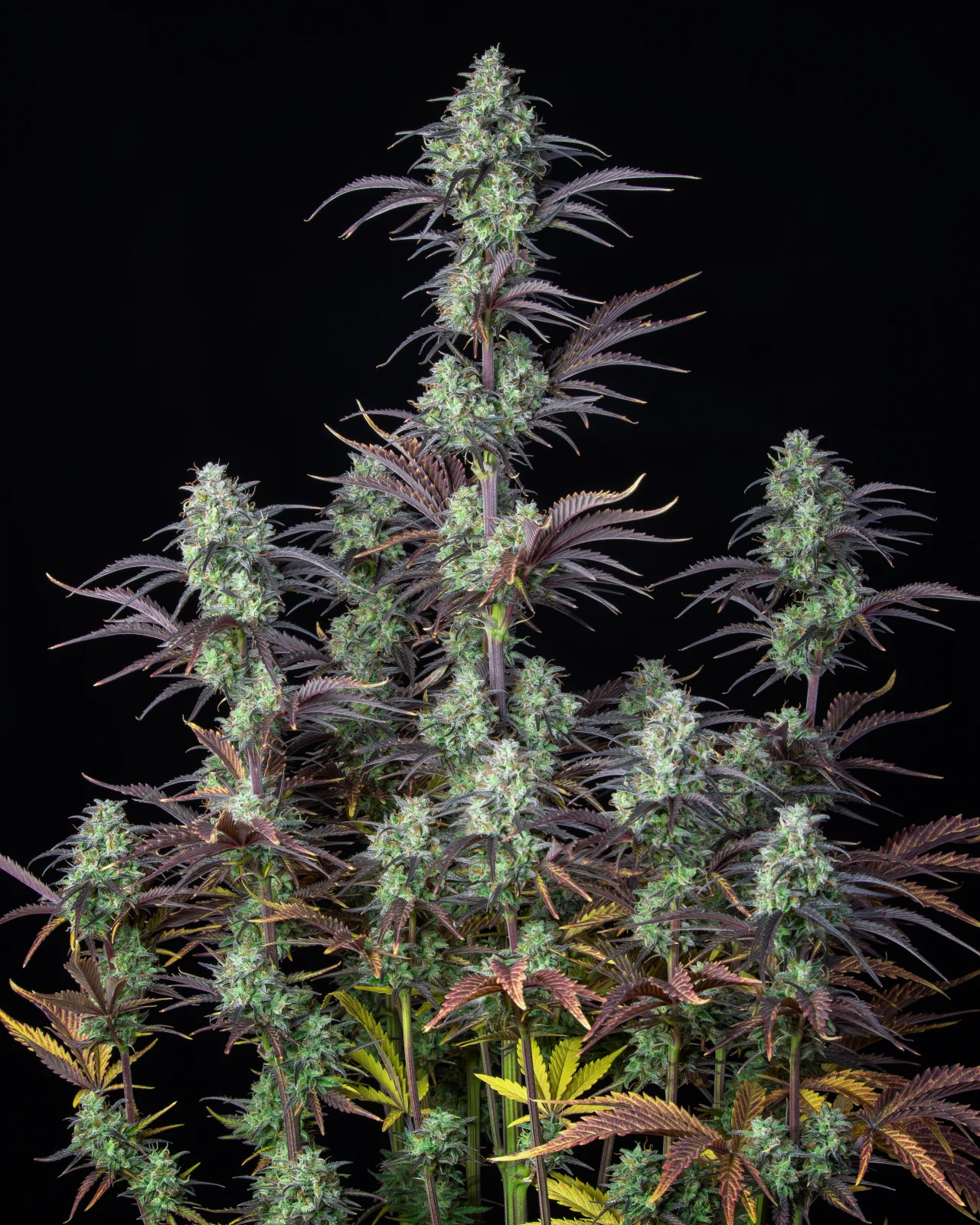 FAST BUDS - Mimosa Cake Auto (x3) - Imagen 2